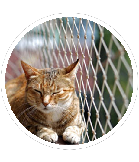 PET 2